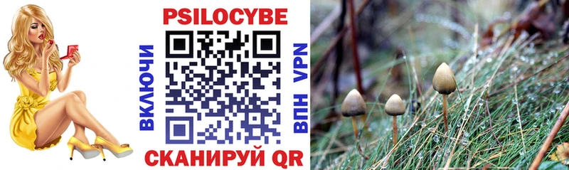 хочу   Киренск  Псилоцибиновые грибы Cubensis 